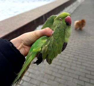 Пост добра: найден попугай