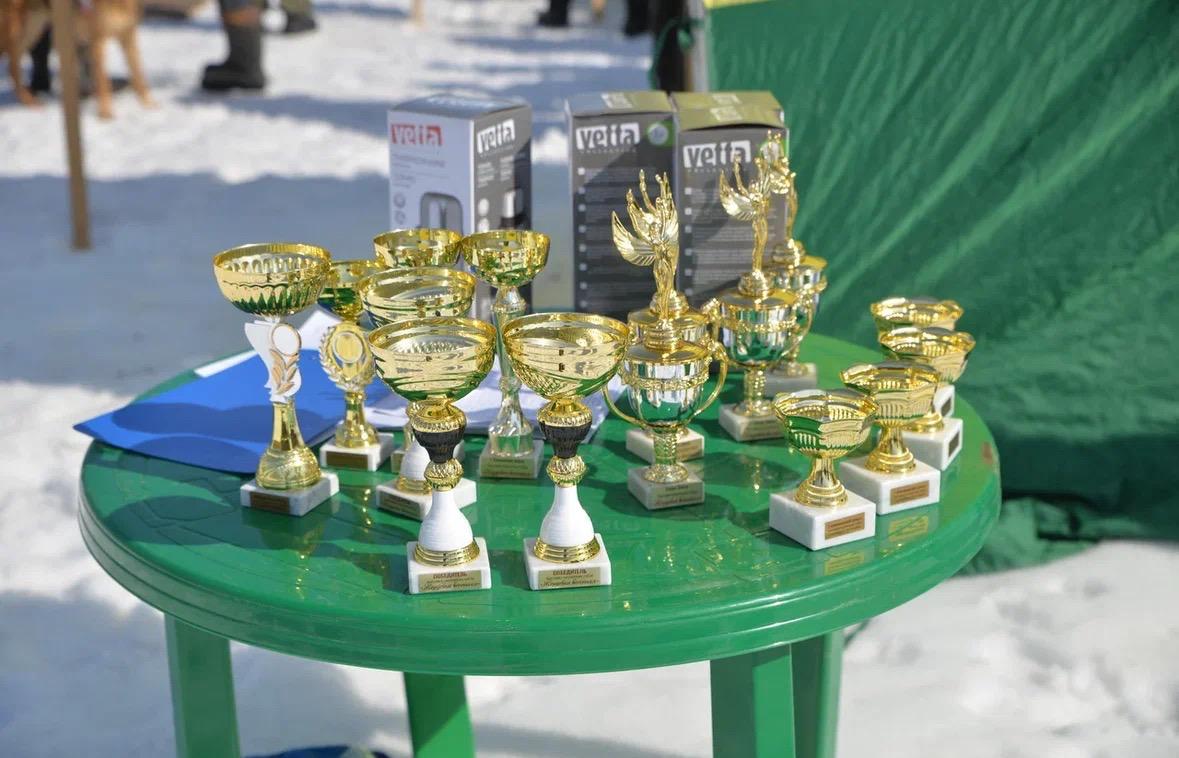 Более ста охотничьих собак представили на выставке в Жердевке Более ста охотничьих собак представили на выставке в Жердевке