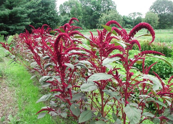 Секреты солнечных растений: что сажать в ярком свете