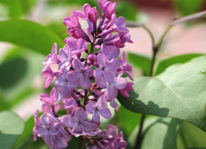 Необычные советы для садоводов: от сирени до улиток