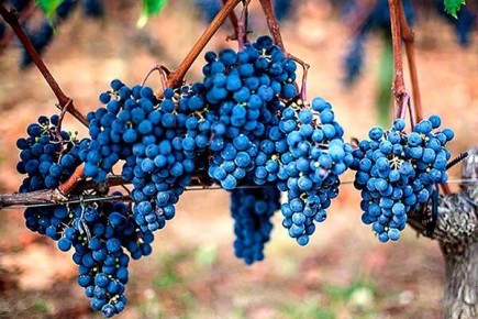 �������� �����: �� ������������ �� ������ ��� ��������