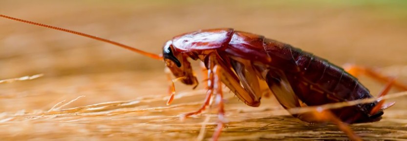 ��� ��������� �������� ���� ����: ��� ������ � ��� � ���� ��������