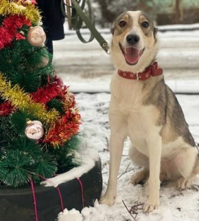 Пост добра: Ириска ищет дом