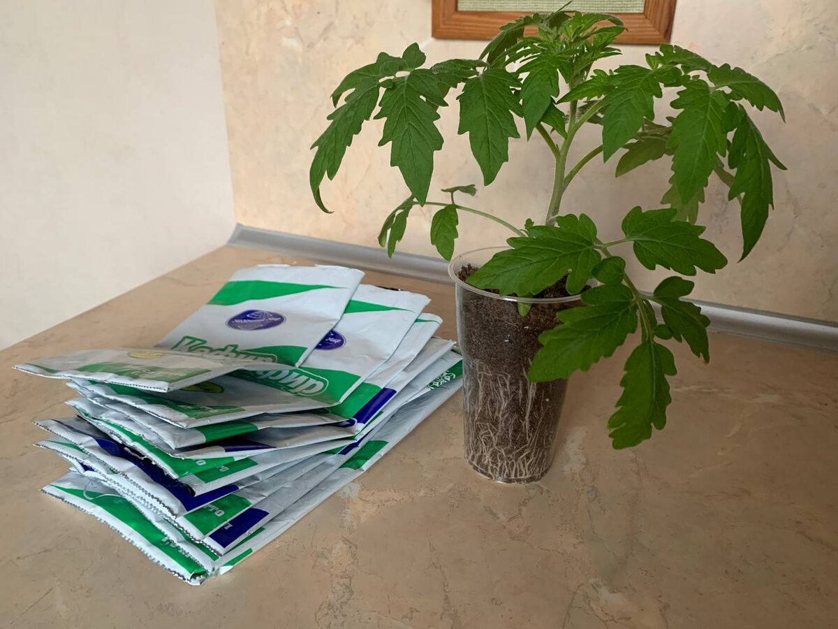 Неожиданные решения для дачников: как использовать молочные пакеты для рассады