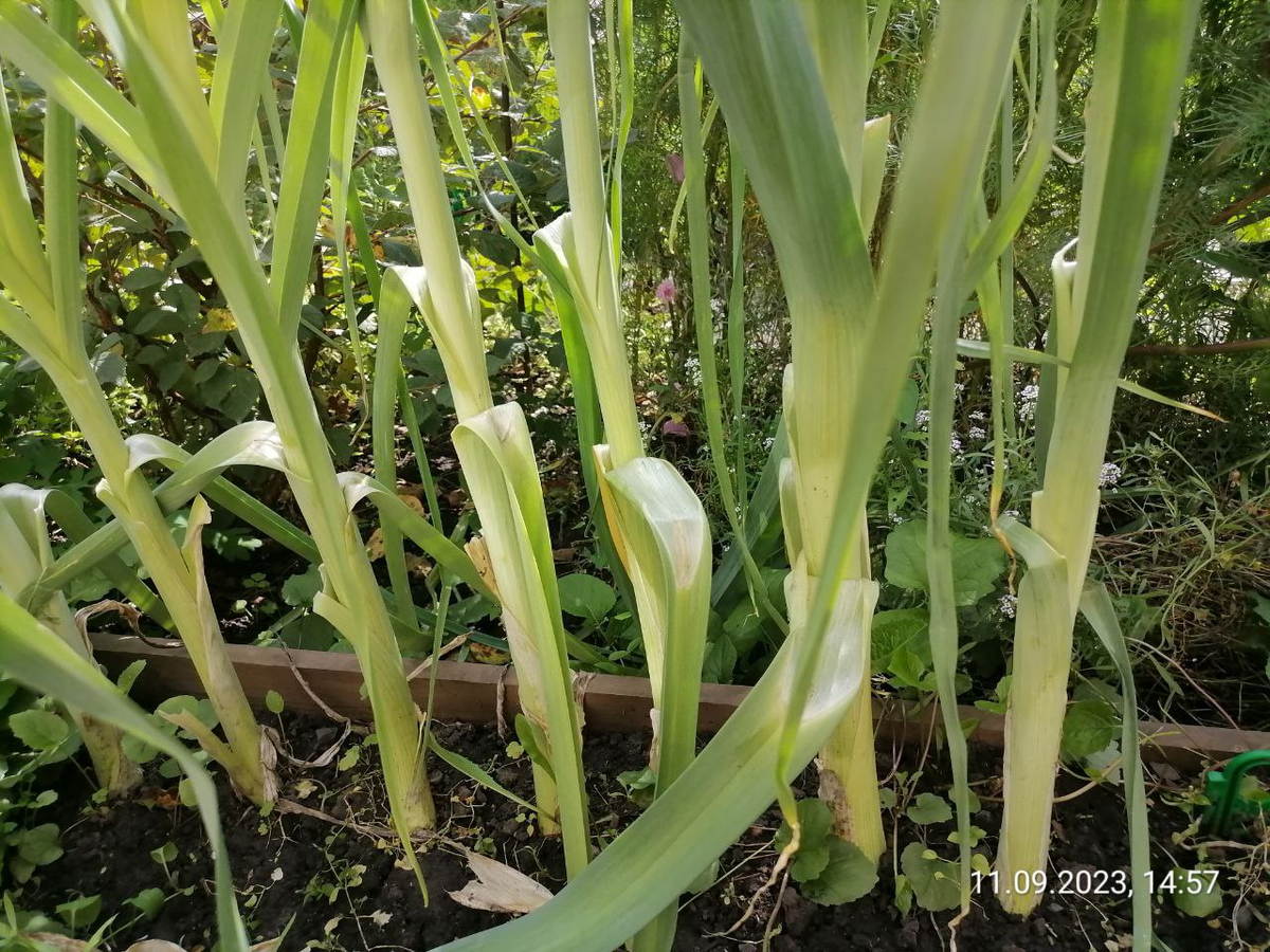 Когда убирать лук-порей и как его хранить