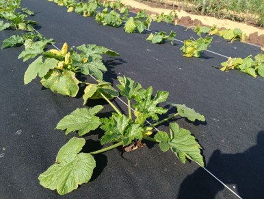 Эффективный ремонт агроволокна: термоспайка как идеальное решение