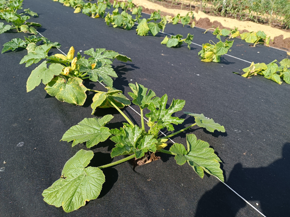 Эффективный ремонт агроволокна: термоспайка как идеальное решение