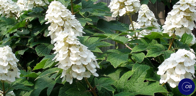 Как выбрать и ухаживать за различными видами гортензий