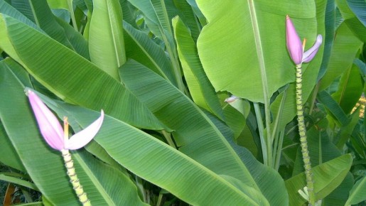 Как вырастить комнатный банан: секреты ухода и советы
