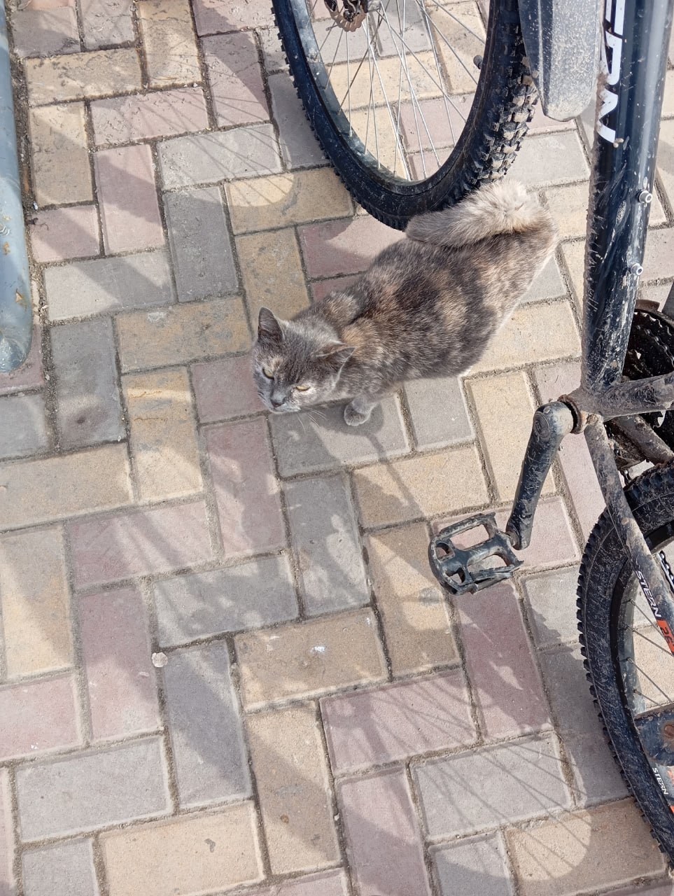 Пост добра: кошка ищет дом Пост добра: кошка ищет дом