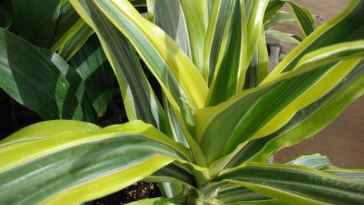 Секреты ухода за драценами