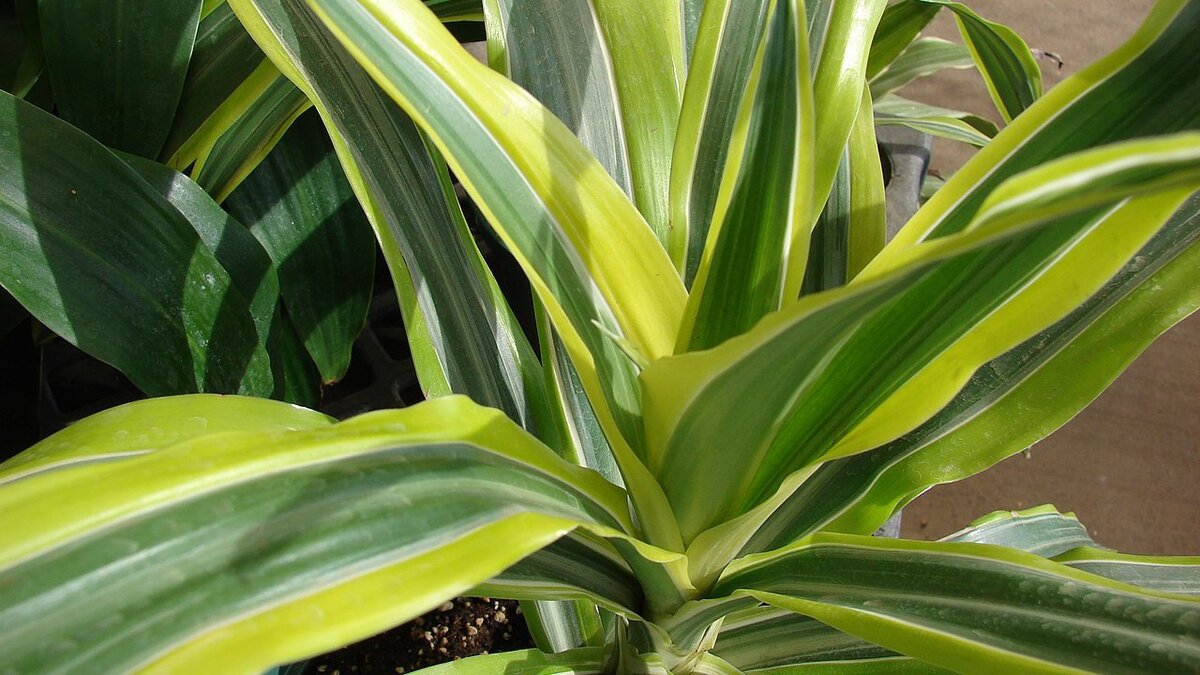 Секреты ухода за драценами