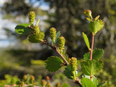 Очарование карликовой берёзы: новое слово в ландшафтном дизайне