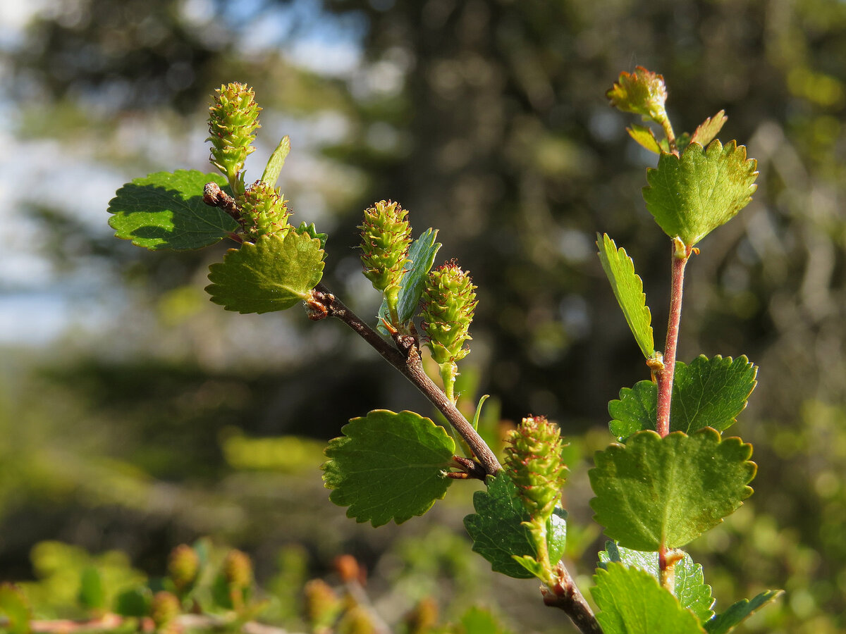 Очарование карликовой берёзы: новое слово в ландшафтном дизайне
