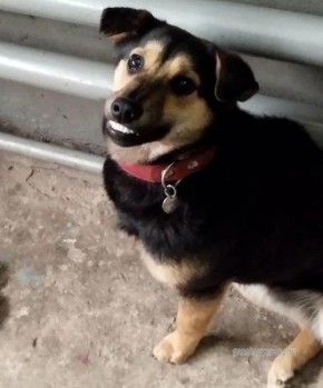 В пожарной части Уварова поселилась собака-улыбака