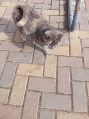 Пост добра: кошка ищет дом