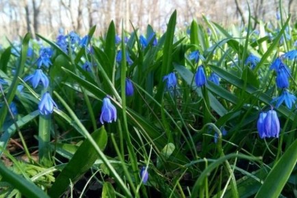 � ���������� ������� ���������� ����� �� ������ �����������