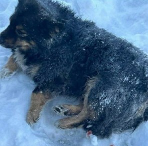 ������� "������ �� ����". ����� � �������� ������� ����� ������