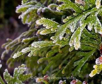 ��� ��������� ����������� ��� � ������������ �����