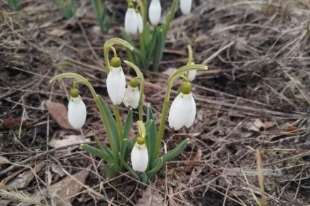 � ���������� ������ ������������ ������ �������� �����