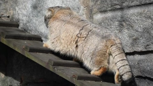 ����� ������� ����� "����������" � ����