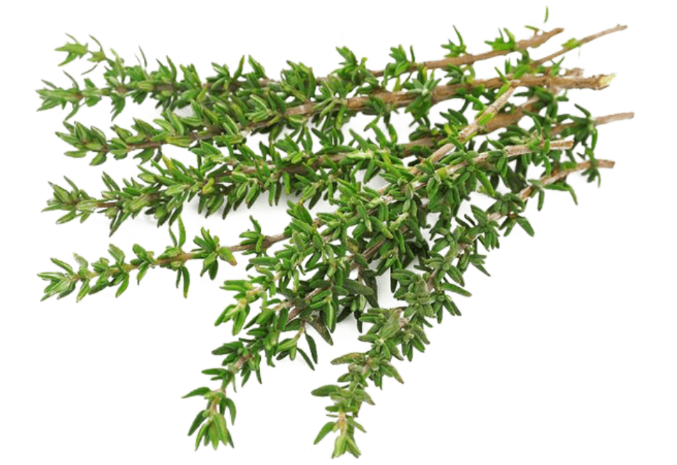 Чабрец: волшебные свойства, подкреплённые историей