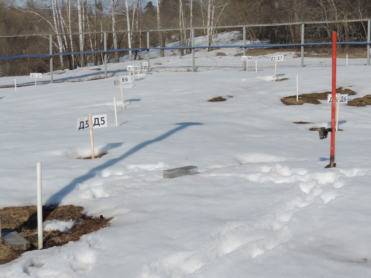В Воронинском заповеднике вышел из спячки первый крапчатый суслик В Воронинском заповеднике вышел из спячки первый крапчатый суслик