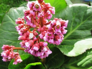 Как правильно выращивать бадан: советы и секреты для садоводов