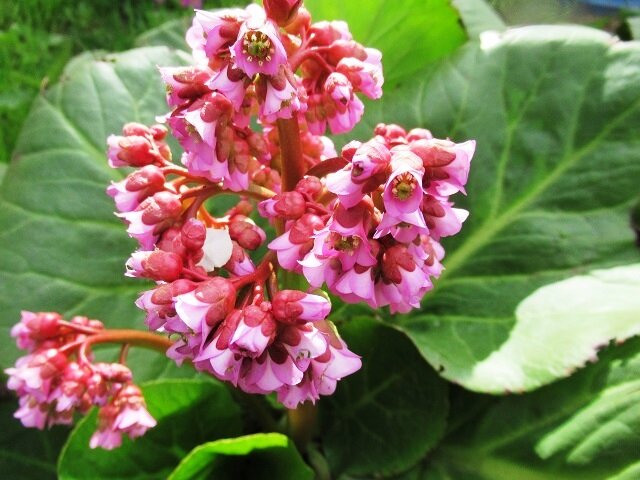 Как правильно выращивать бадан: советы и секреты для садоводов