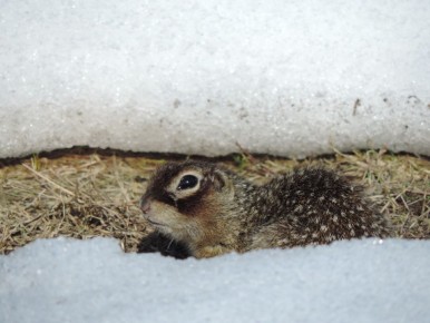 � ����������� ����������� ��������� ������ ��������� ������