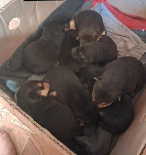 Пост добра: щенкам нужна помощь