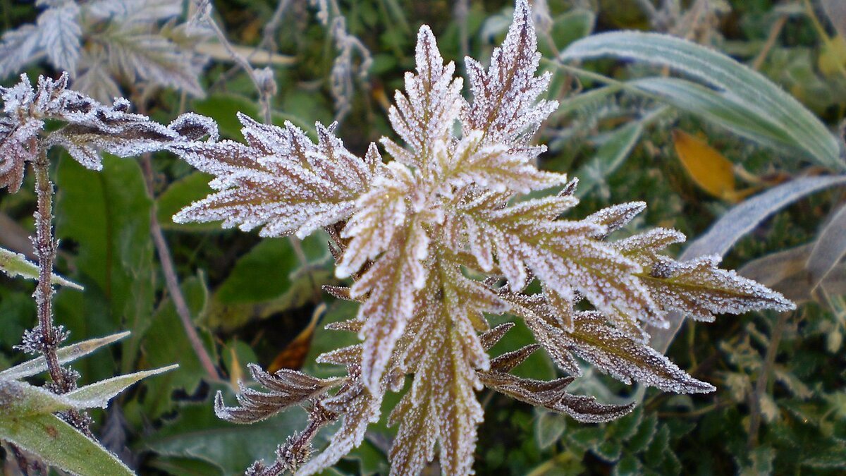 Как защитить сад от весенних заморозков