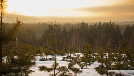 ����� ��� �����. �� "������� �������"