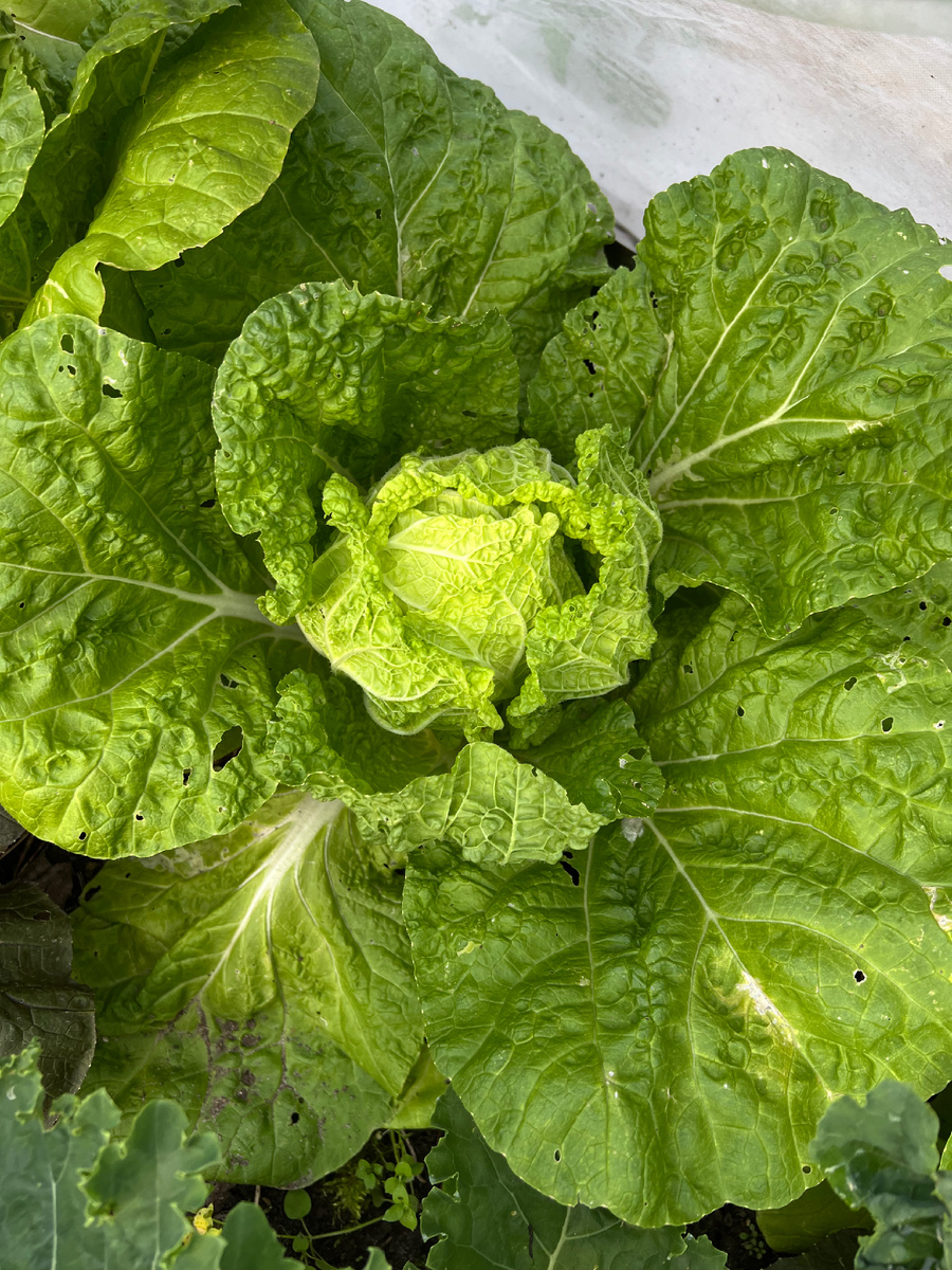 Как эффективно побороть белокрылку на огороде: лучшие советы