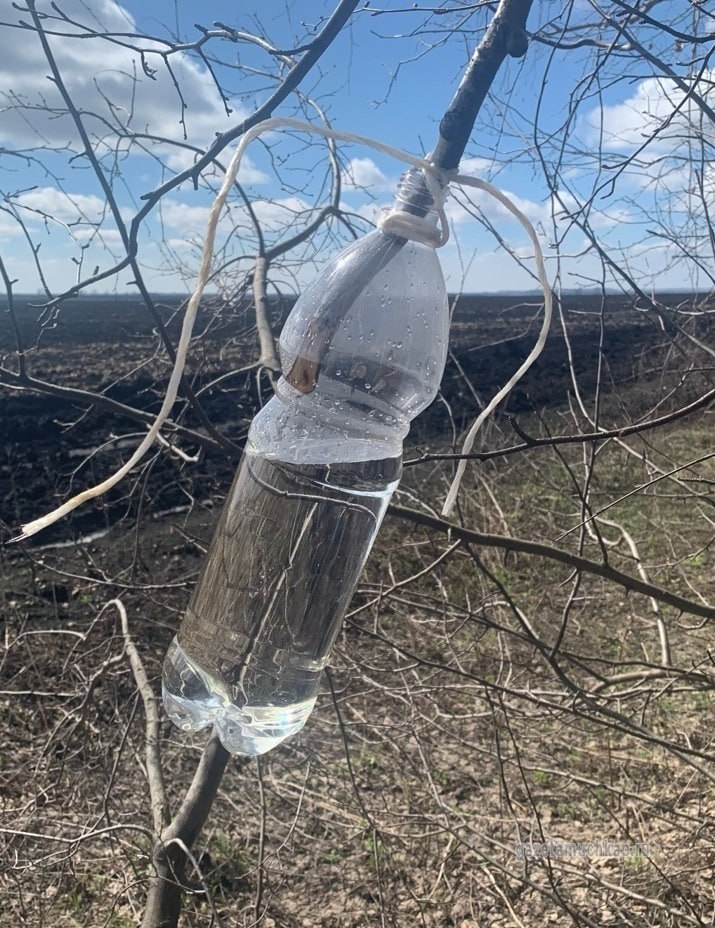 Кленовый сок собирают в Мучкапском округе Тамбовской области Кленовый сок собирают в Мучкапском округе Тамбовской области