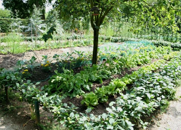 Мхи и лишайники на деревьях: что с этим делать?