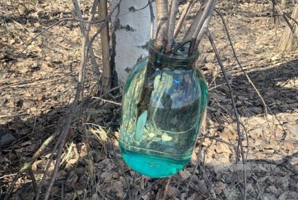 Кленовый сок собирают в Мучкапском округе Тамбовской области