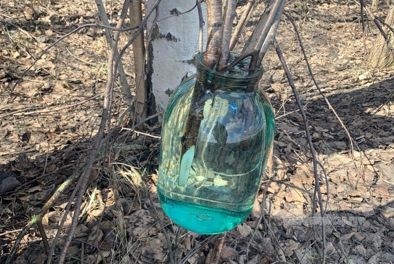 Кленовый сок собирают в Мучкапском округе Тамбовской области