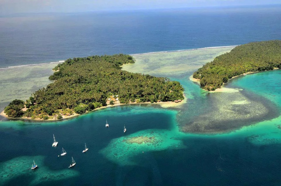 Загрязнение и климат: как плохая экология угрожает миру растений