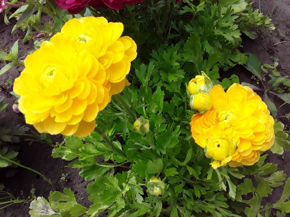 Ранункулюсы: секреты успешного цветения в Поволжье