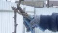 Специалисты Россельхознадзора по Тамбовской области рассказали о важности весенней обрезки плодовых деревьев