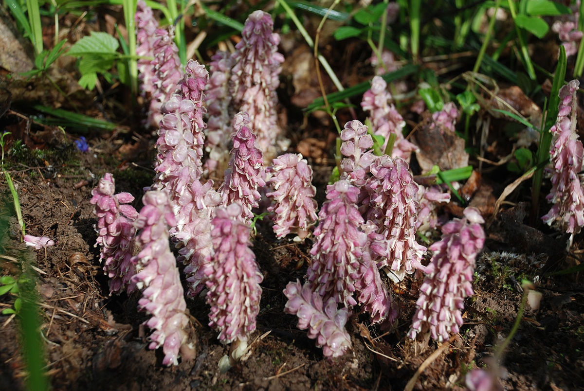 Петров крест: загадочный паразит среди растений
