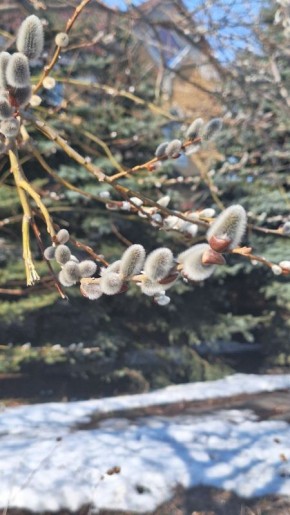 Весна!. Людмила Решня