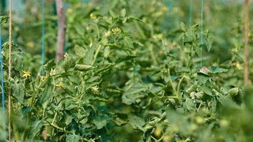 ��� �������������� ������������� ������� ������ �������