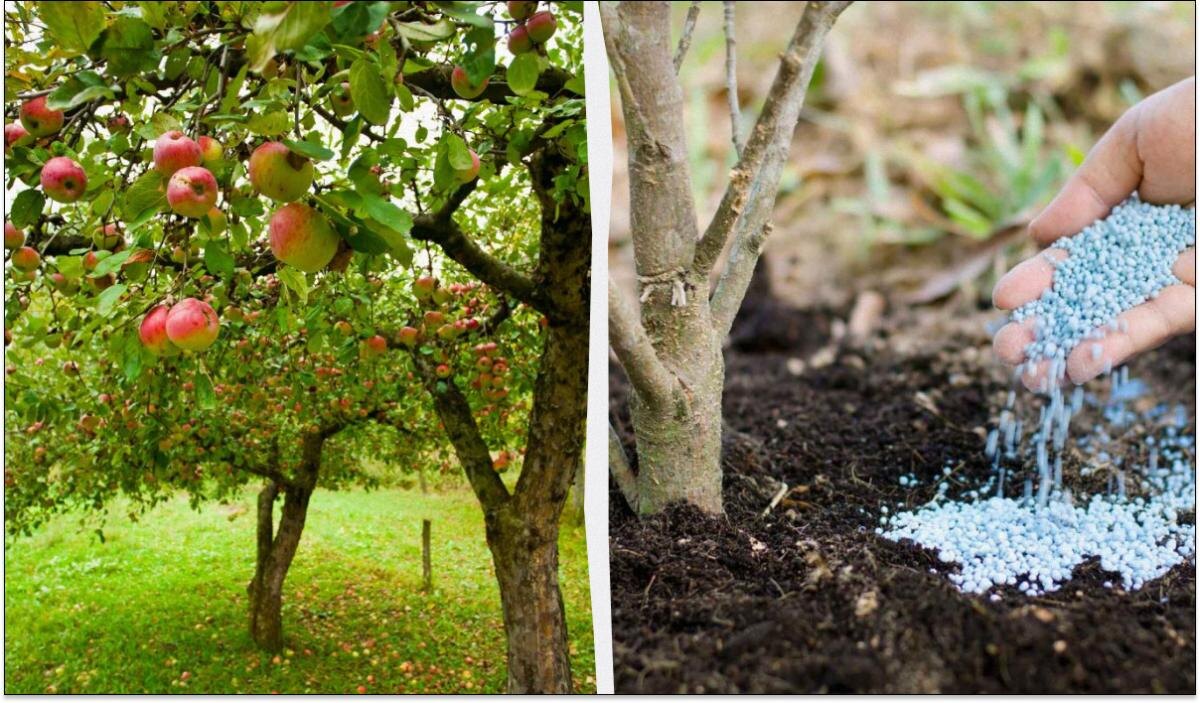 Как правильно удобрить яблоню перед зимой для богатого урожая