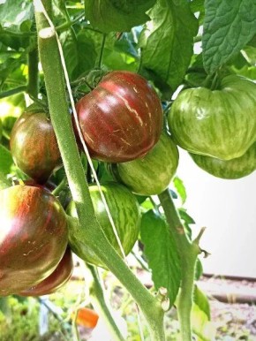 Томат гном пурпурный сердцеед: идеальный выбор для небольших участков