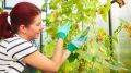 Как дешевые аптечные препараты способны продлить урожай огурцов до заморозков