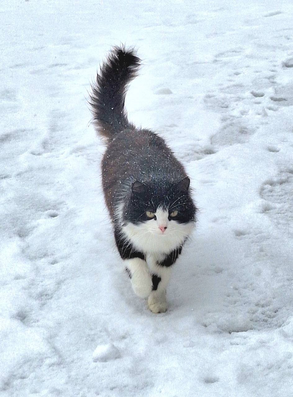 Пост добра: кошка ищет дом