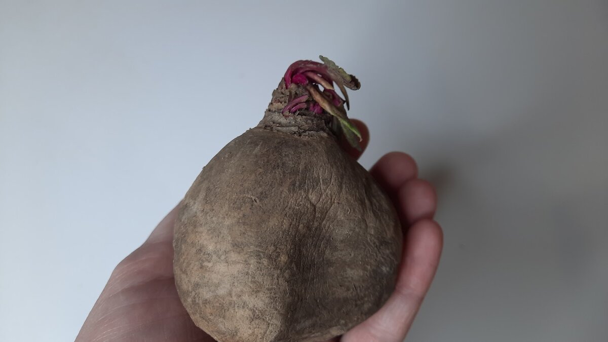 Секреты приготовления свеклы: не верьте мифам