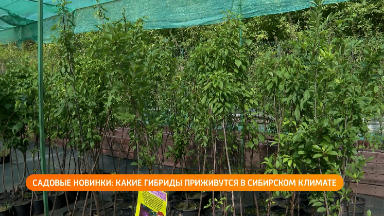 Как правильно выбирать саженцы и понимать ночные линзы